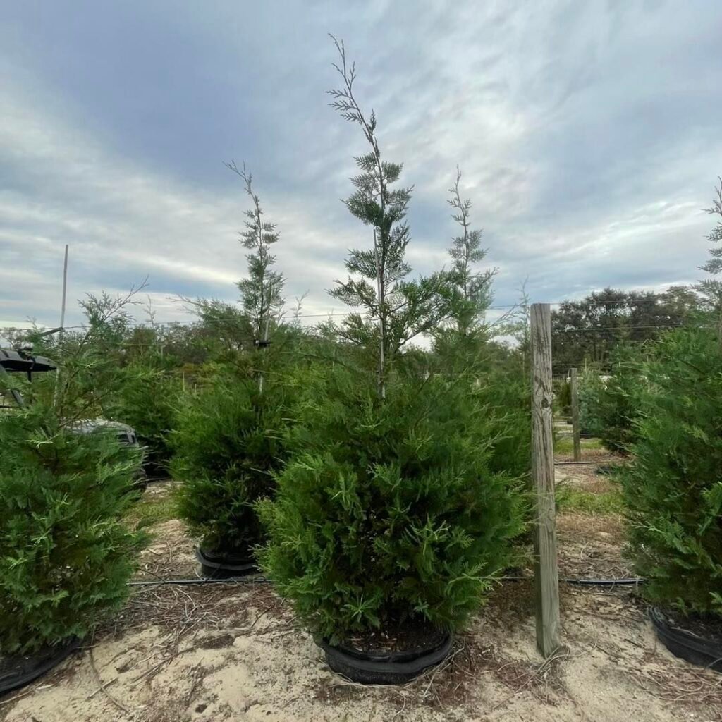 Several Leyland Cypress evergreen trees in pots arranged on a dirt lot, showcasing their lush green foliage.
