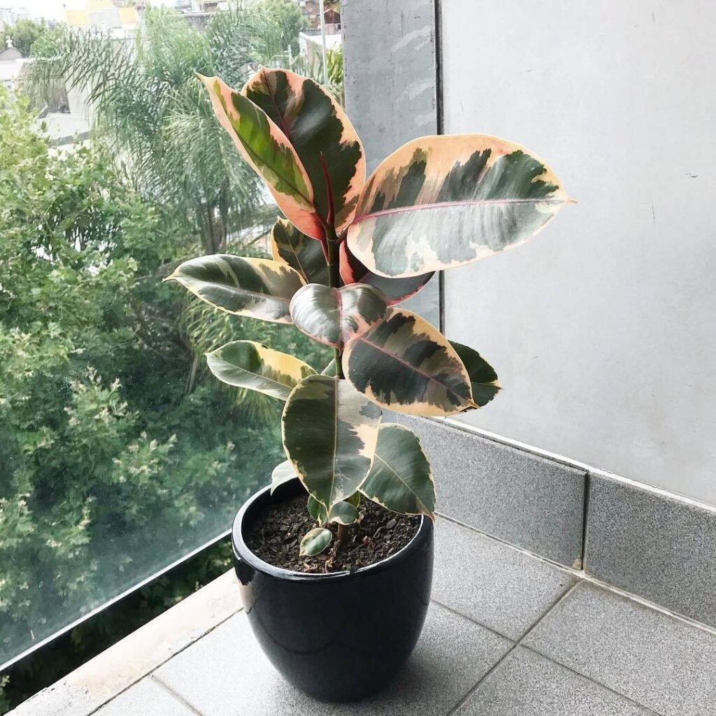 Ficus elastica 'Tineke' is a striking variegated rubber plant with green, cream, and pink-tinted leaves, thriving in bright, indirect light and well-draining soil.