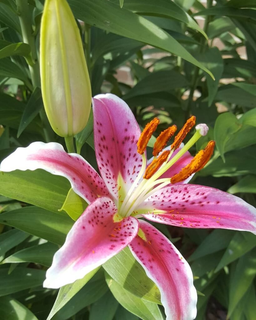 Lily blossoms are known for their large, fragrant, trumpet-shaped flowers that come in various colors like white, pink, orange, and yellow, often symbolizing purity and renewal.