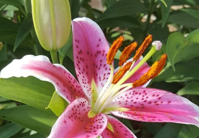 Lily Blossoms : A Friendly Guide to Growing These Elegant Flowers (2024)