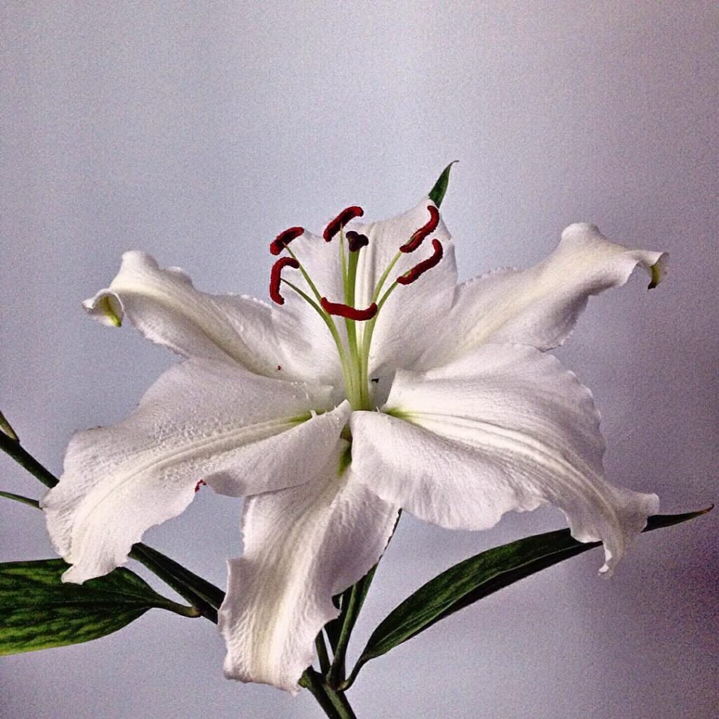 'Casa Blanca' is a type of Oriental lily known for its large, pure white, fragrant blooms and elegant appearance, often used in cut flower arrangements and moon gardens.