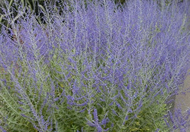 Little Spire Russian Sage : Growing and Care Guide for This Enchanting Plant