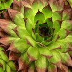 Live Forever Plant : A Comprehensive Guide to Growing this Resilient Succulent (2024)