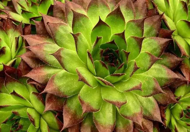 Live Forever Plant : A Comprehensive Guide to Growing this Resilient Succulent (2024)