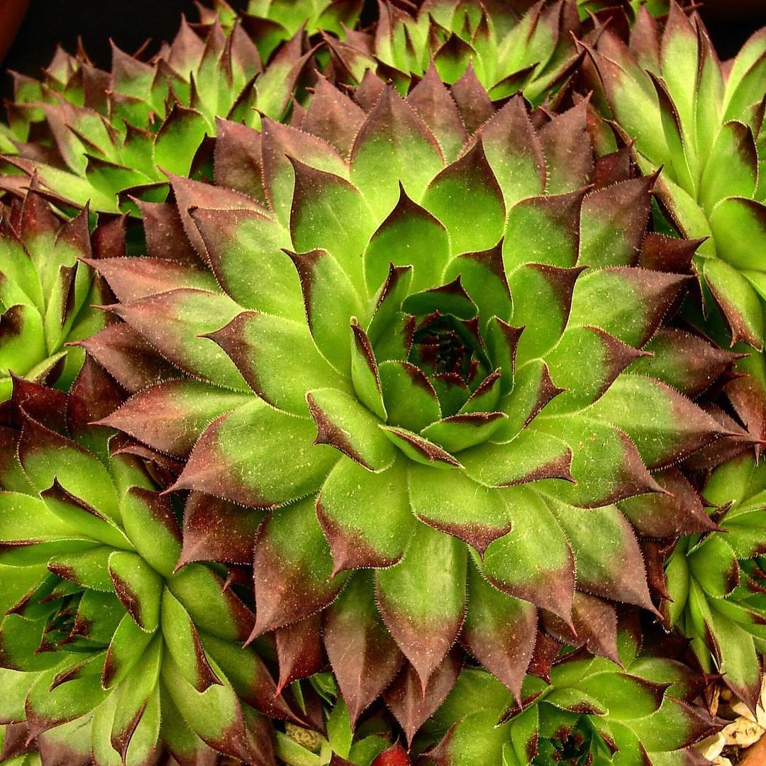 Close-up of a Live Forever plant showcasing its vibrant green leaves in intricate detail.