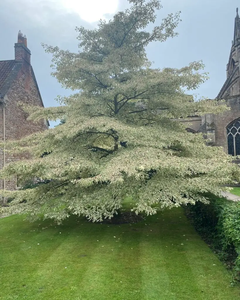 Cornus controversa 'Variegata' is a decorative tree known for its layered horizontal branches and striking green and white variegated leaves,