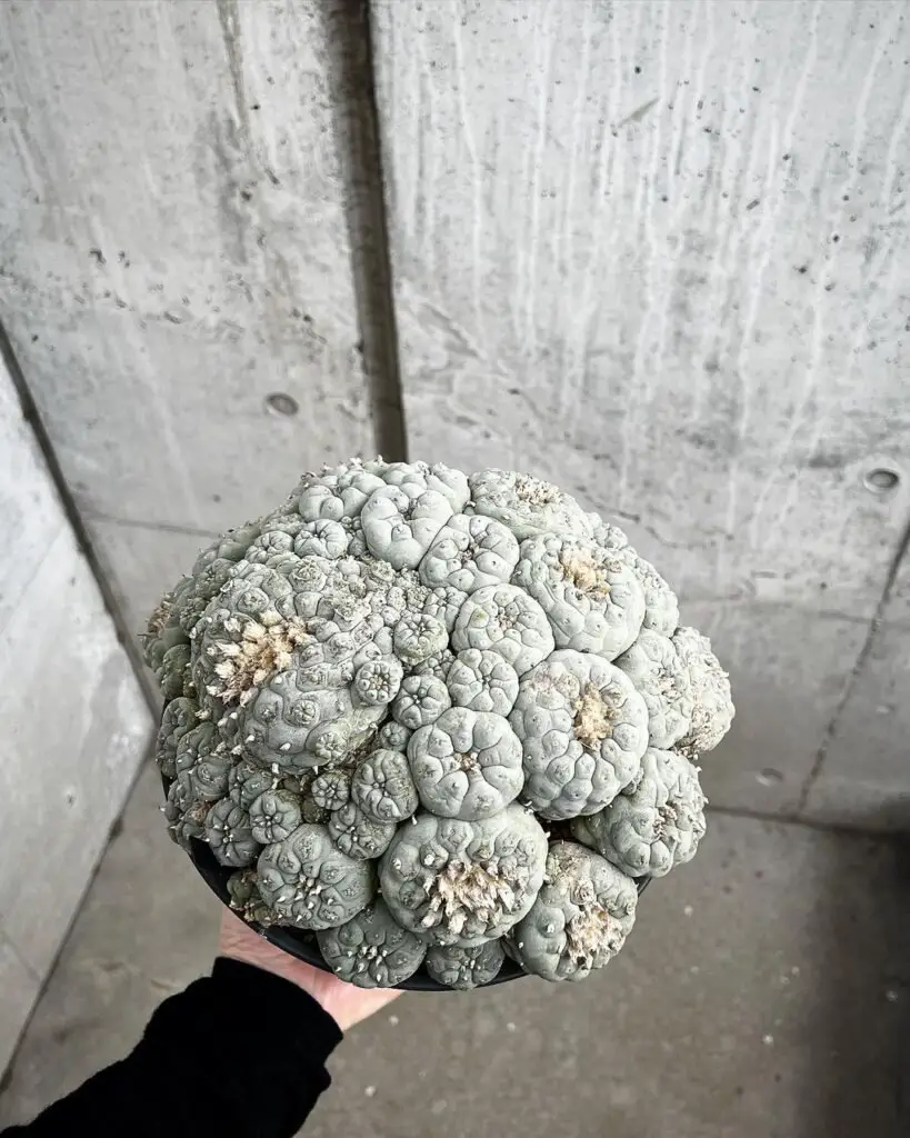 Lophophora on Pereskiopsis