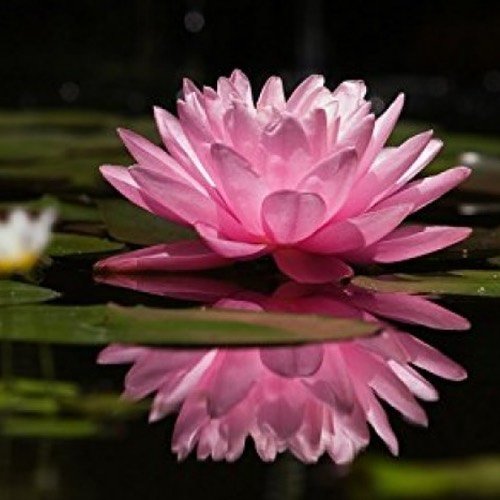 Two yellow water lilies bloom in a serene pond, surrounded by lush green leaves.