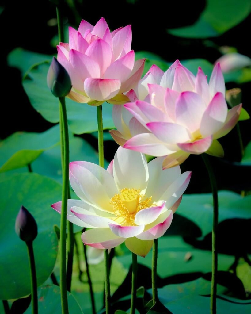 Lotus is an aquatic plant known for its stunning, large flowers that rise above the water's surface, symbolizing purity and enlightenment, and thriving in warm, shallow water with plenty of sunlight.