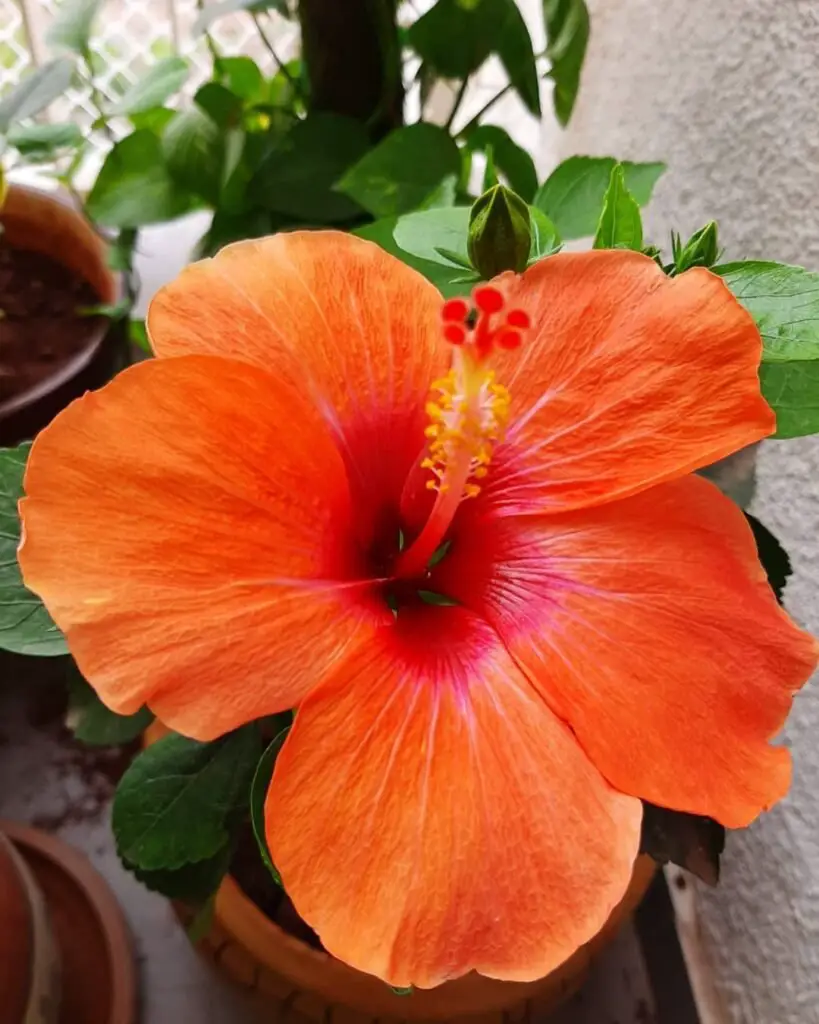 Orange hibiscus is a tropical plant known for its large, bright orange blooms, thriving in full sun and well-draining soil, often used to add a bold, tropical flair to gardens.