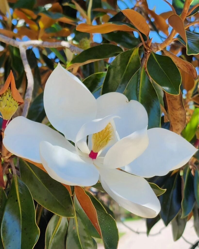 Magnolia trees are known for their large, fragrant blossoms that appear in spring, ranging in color from white to pink to purple, thriving in well-draining soil 