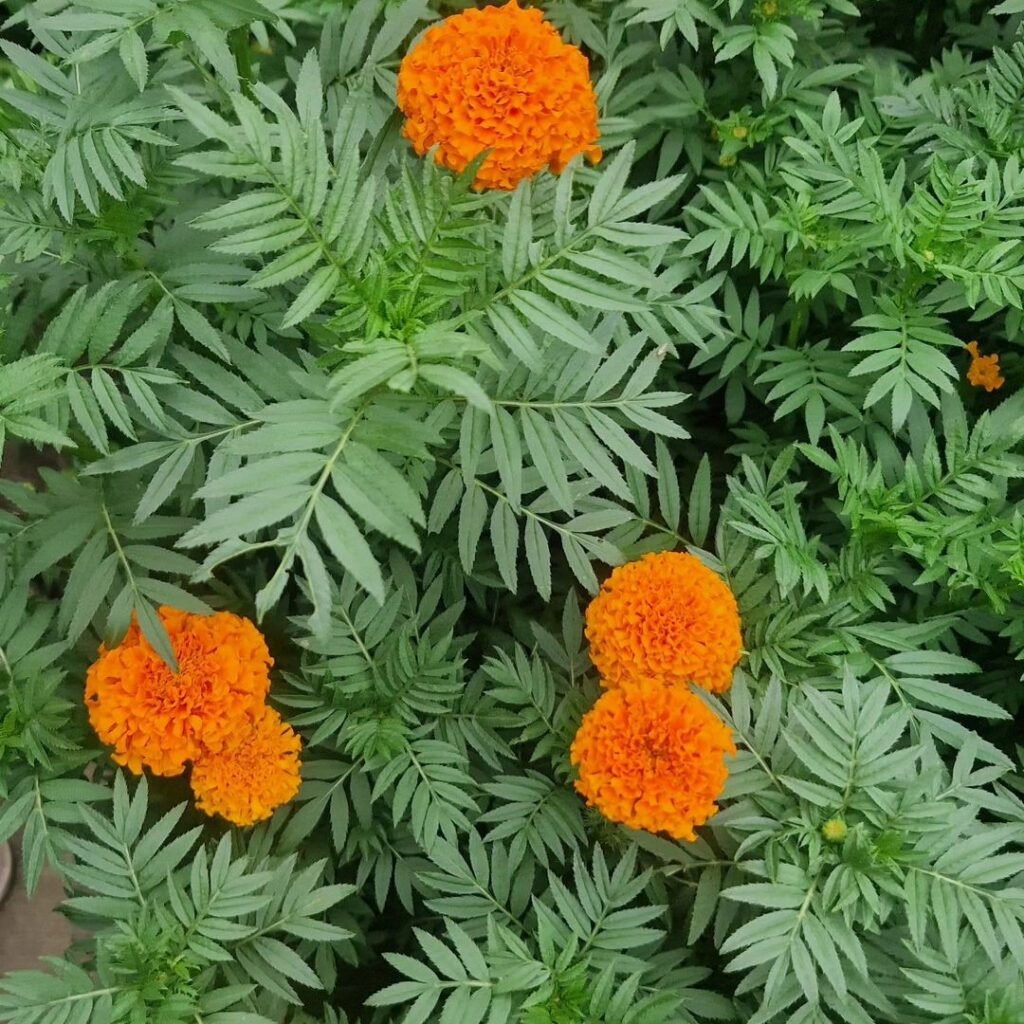 Marigolds (*Tagetes*) are vibrant, easy-to-grow annuals that thrive in full sun, with bright orange, yellow, or red flowers, often used to repel pests in gardens and as ornamental plants.