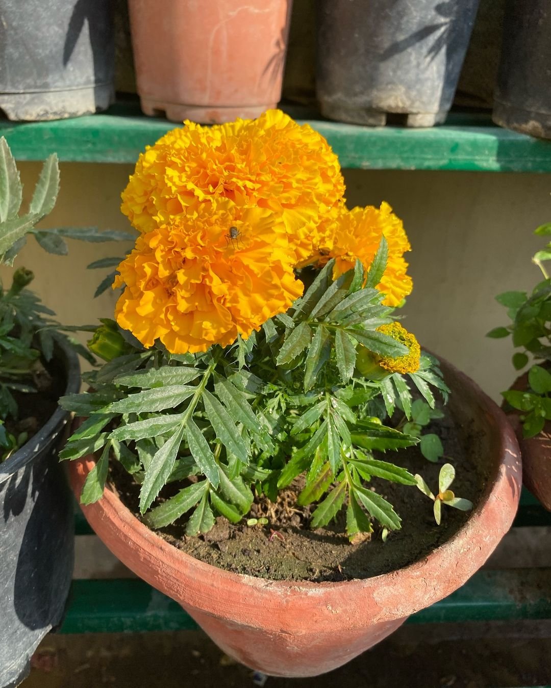 A vibrant pot filled with orange marigold flowers, showcasing their bright petals and lush green foliage.