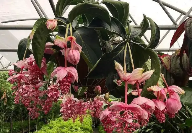 Medinilla Magnifica : A Guide to Growing the Stunning Philippine Orchid (2024)