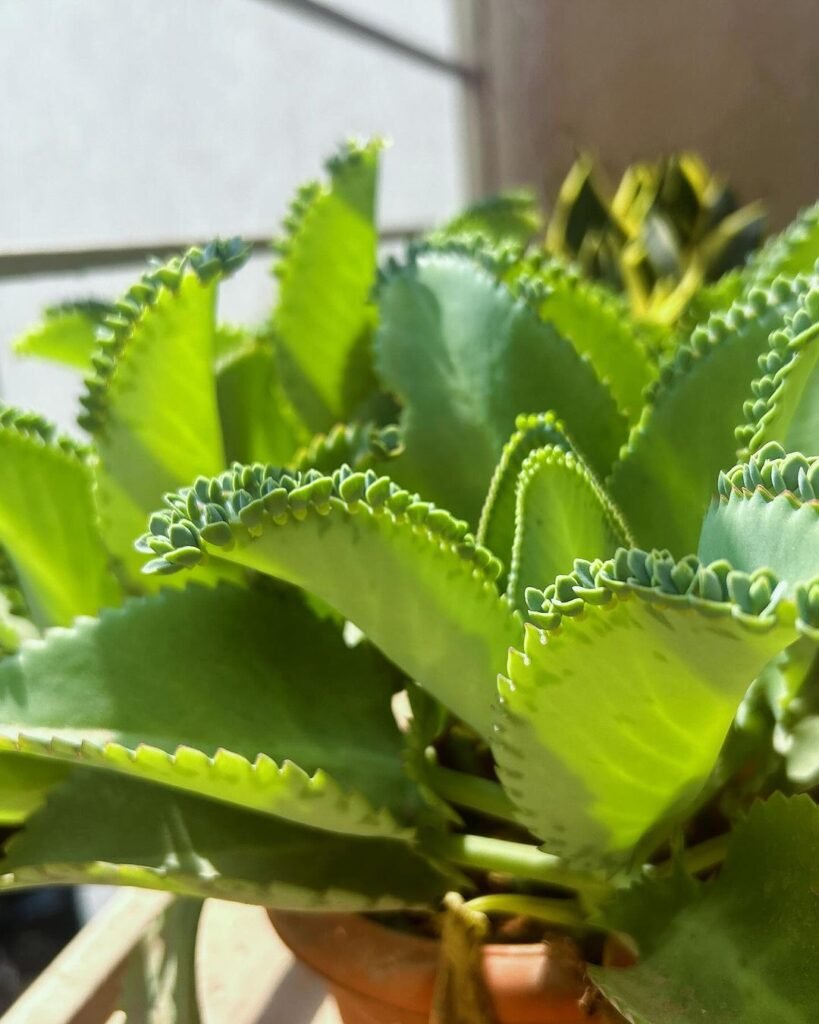 A striking close-up of the Kalanchoe daigremontiana, also known as the Mother of Thousands, displaying its unique serrated leaves lined with tiny plantlets along the edges. The plant's vibrant green and purple hues stand out against a neutral or softly blurred background, showcasing its fascinating ability to reproduce through its baby plantlets. Soft natural light highlights the intricate details of the leaves. The text overlay reads 'Kalanchoe daigremontiana: The Fascinating Mother of Thousands Succulent' in a bold, elegant font with shades of green and purple to reflect the plant’s distinctive appearance and intriguing qualities.