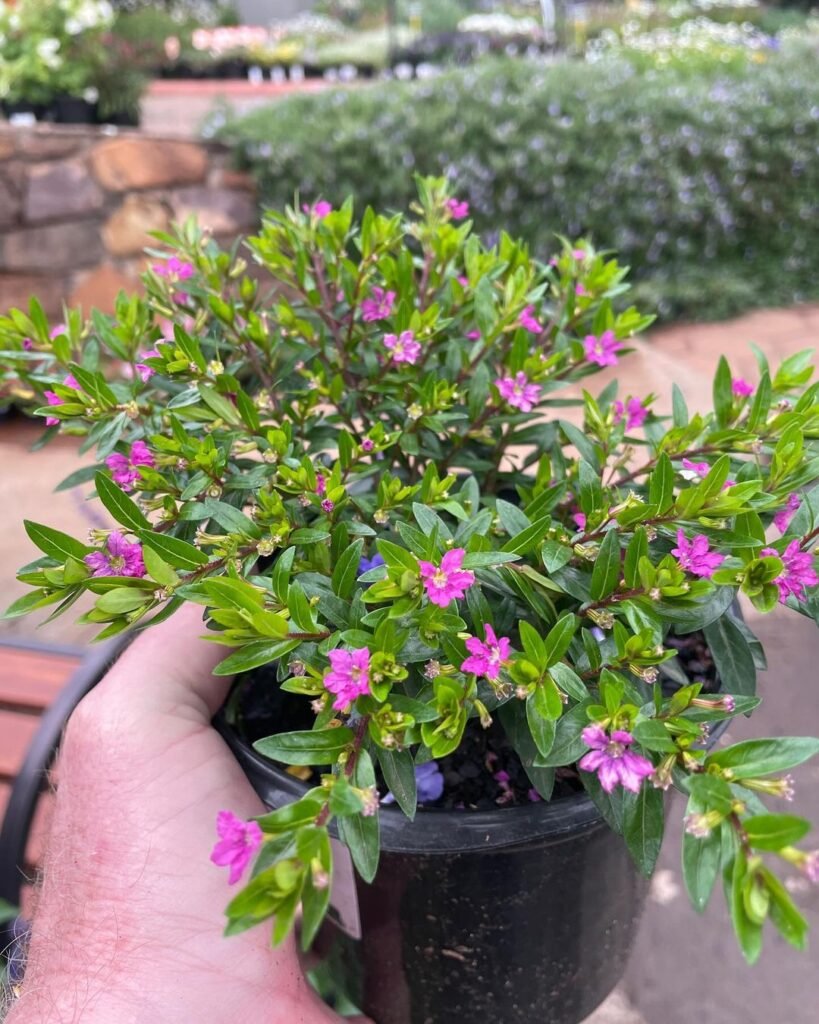 Mexican Heather (Cuphea hyssopifolia