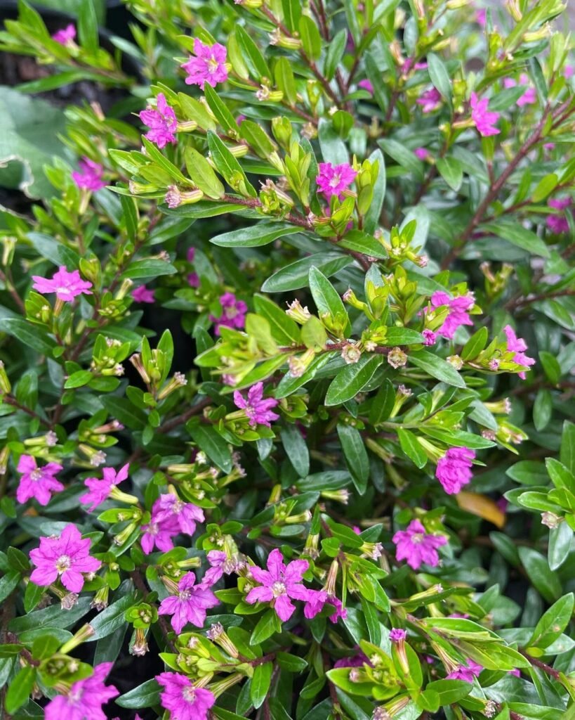 Mexican Heather (Cuphea hyssopifolia