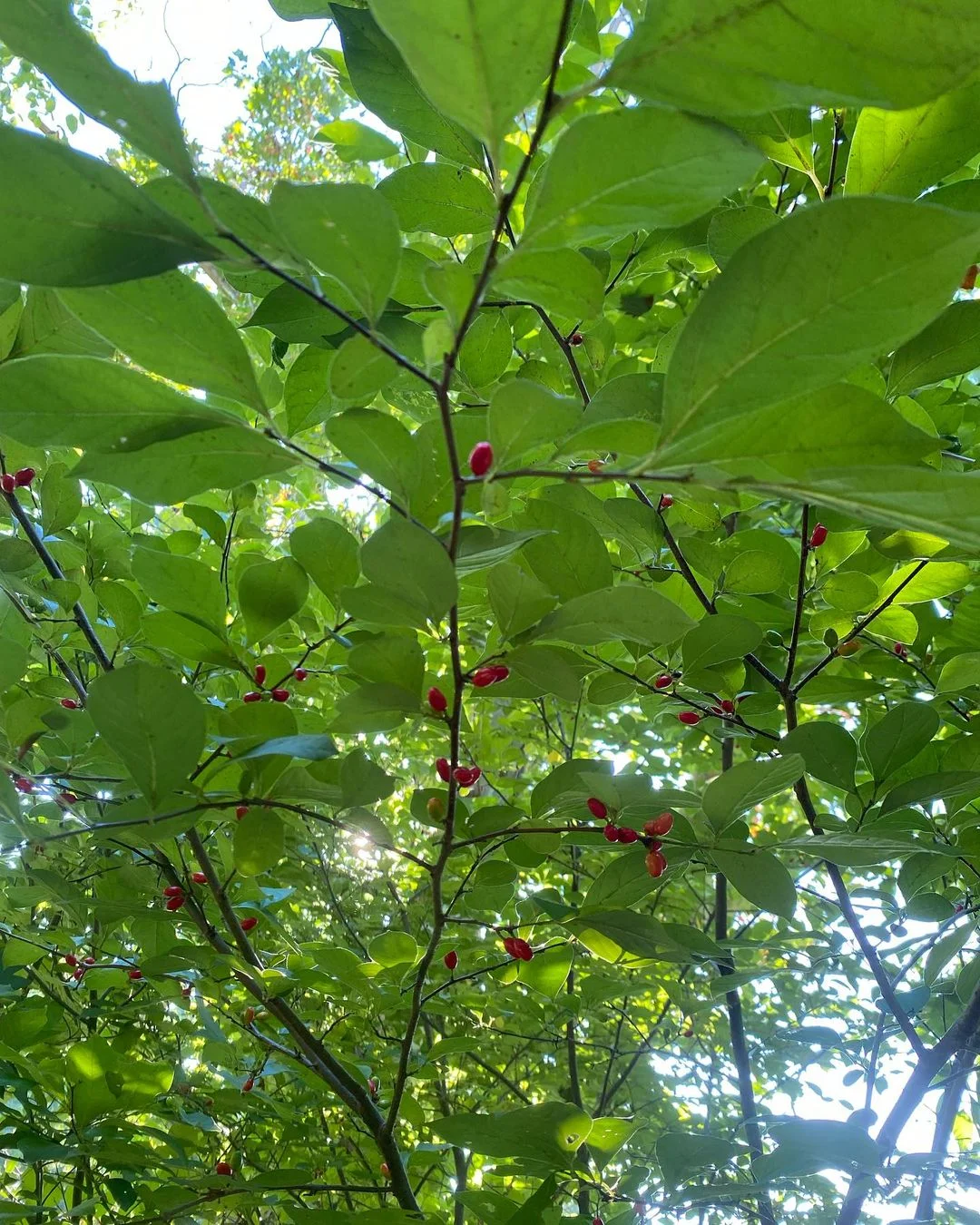  A Mexican Spice Bush tree adorned with vibrant red berries, showcasing its unique and colorful foliage.