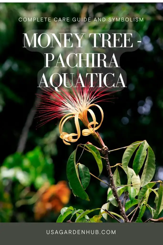 Money Tree - Pachira Aquatica : Complete Care Guide and Symbolism