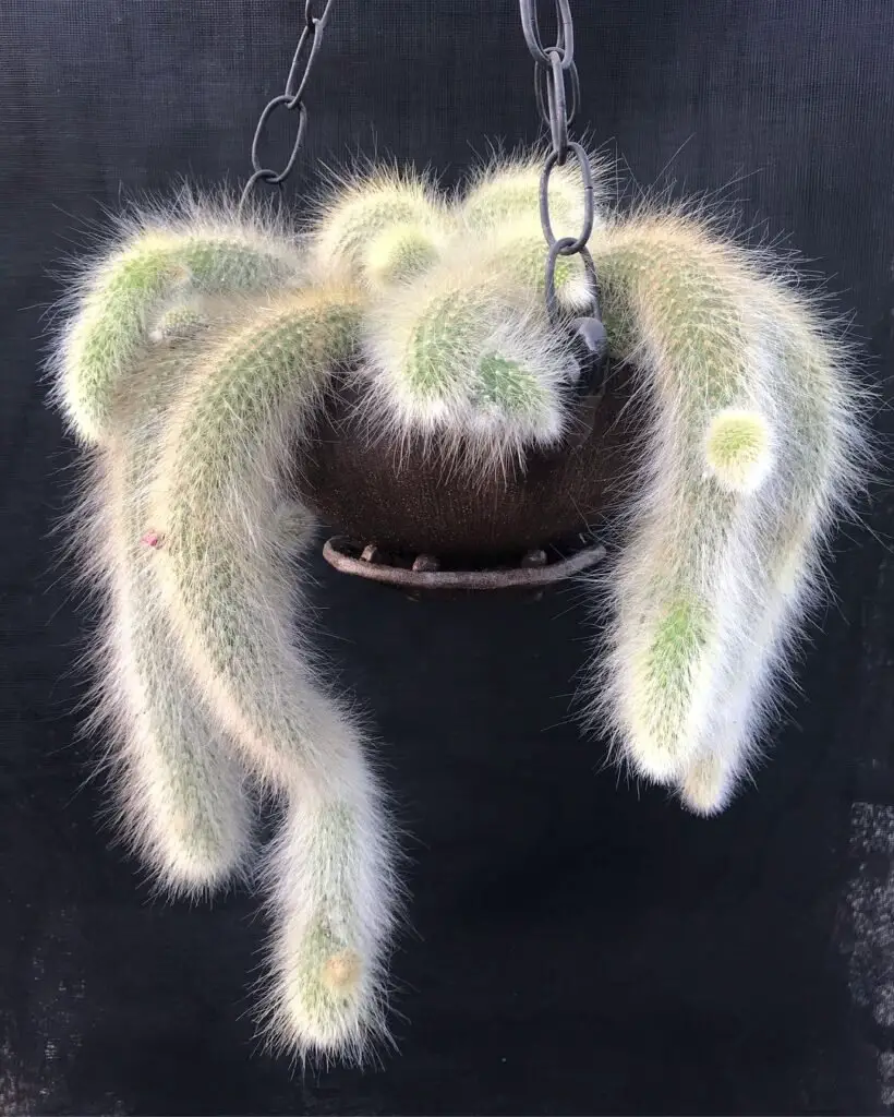 Monkey Tail Cactus