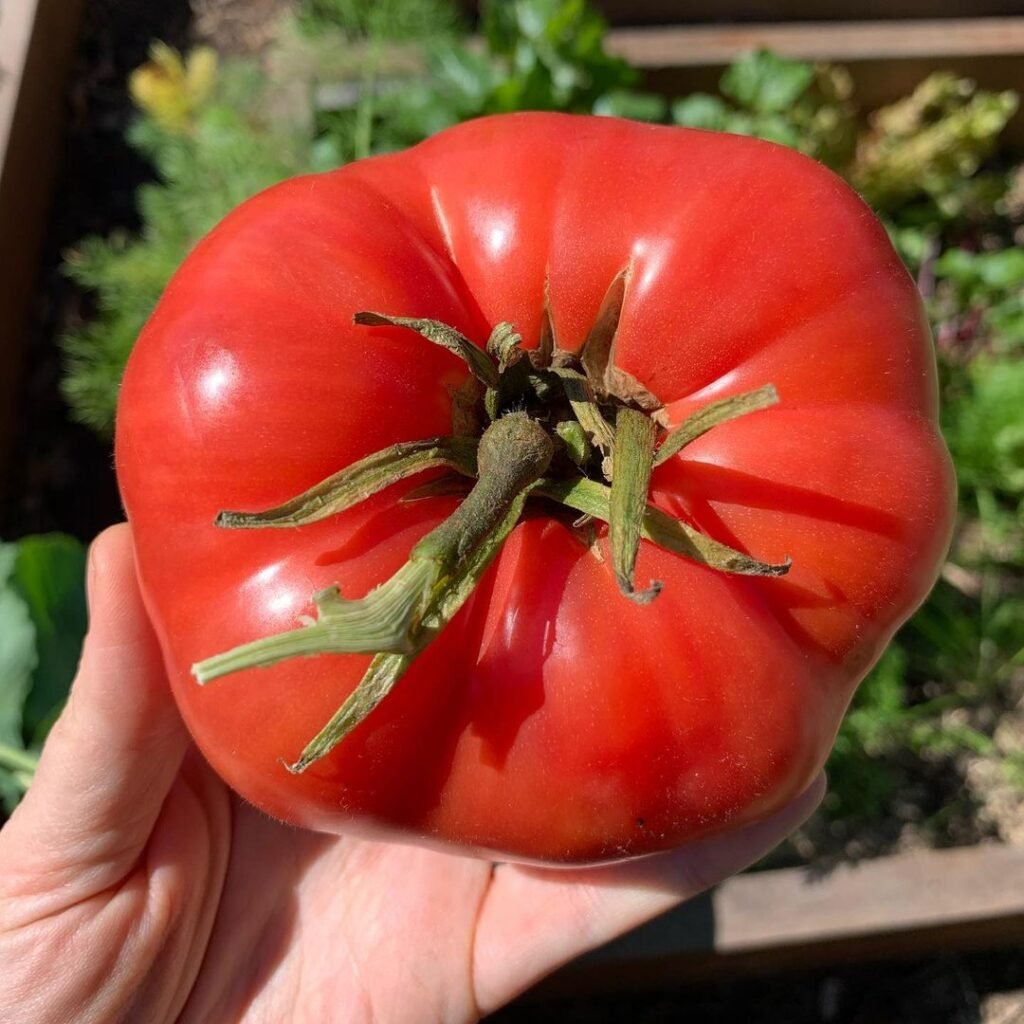 Mortgage Lifter is a classic heirloom tomato variety known for its large, meaty fruits and rich flavor, thriving in full sun and well-draining soil, and is often prized for its high