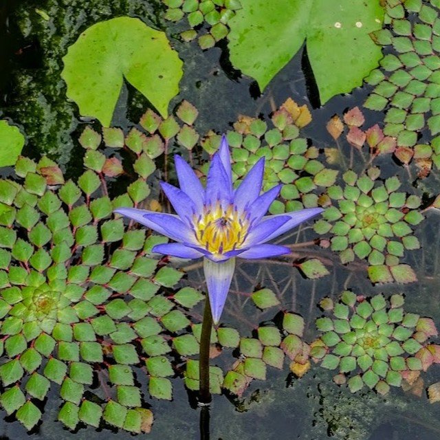 A blue water lily blooms in a serene pond, encircled by vibrant green leaves, showcasing the beauty of the Mosaic Plant.