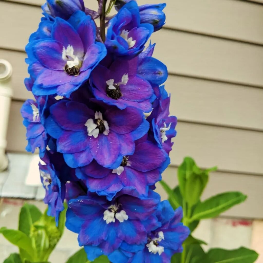 Delphiniums are tall, elegant perennials with spiky blooms in shades of blue, purple, pink, or white, thriving in full sun and well-drained soil, often used for adding height and color to garden borders.