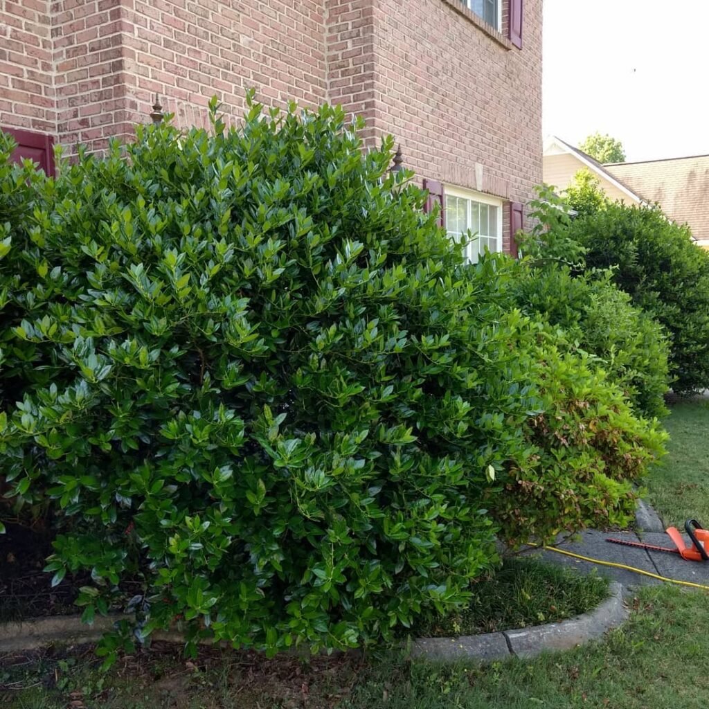 A bush of Nellie Stevens Holly characterized by its green leaves and distinctive red edging.