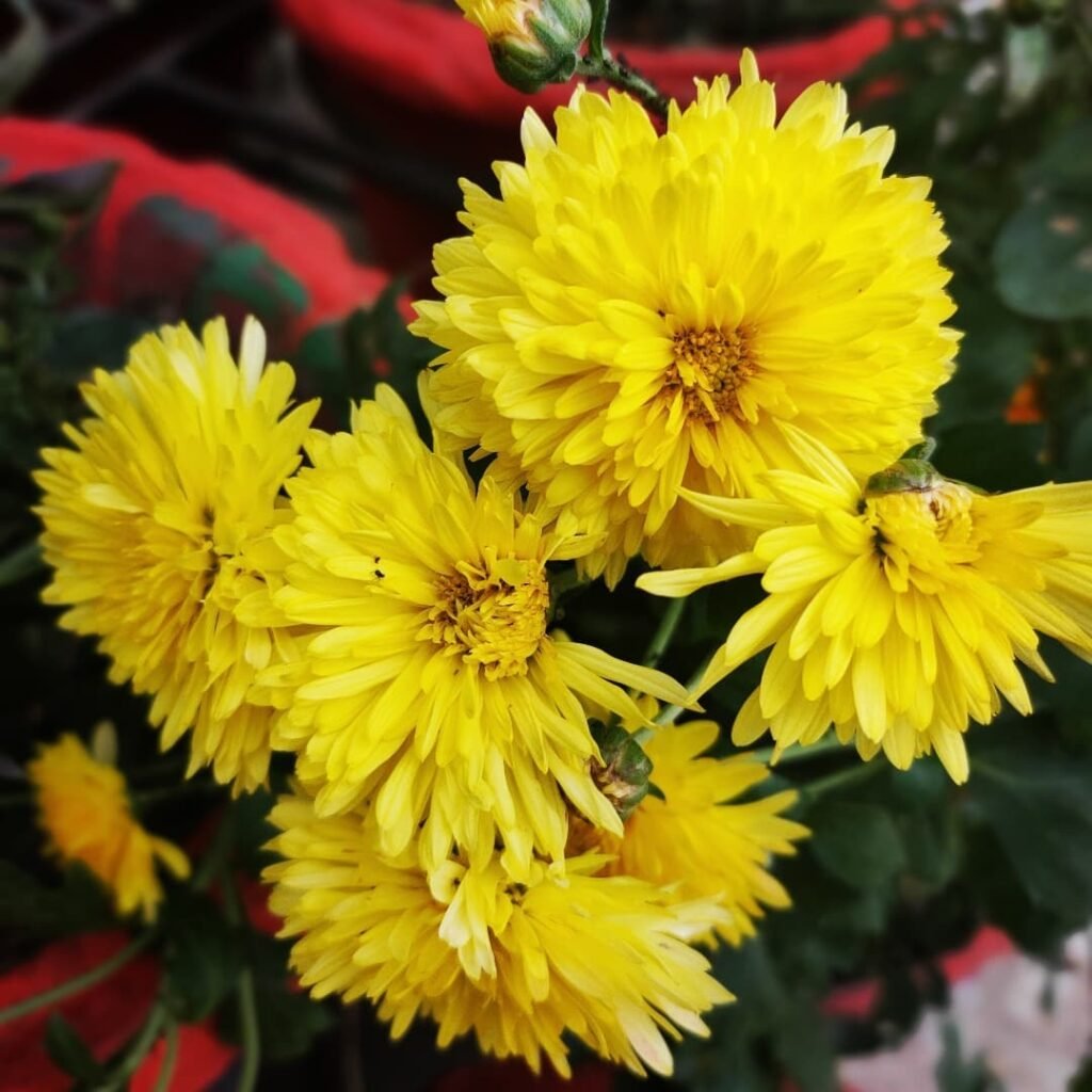 Yellow chrysanthemum flowers symbolize happiness and optimism, thriving in full sun and well-draining soil.