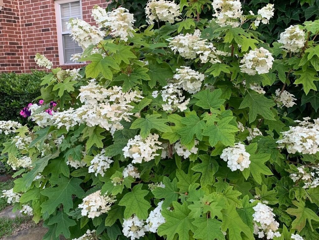 Oakleaf Hydrangea (*Hydrangea quercifolia*) is a deciduous shrub with large, oak-like leaves that turn vibrant shades of red and purple in fall, producing cone-shaped clusters of white to pink flowers.