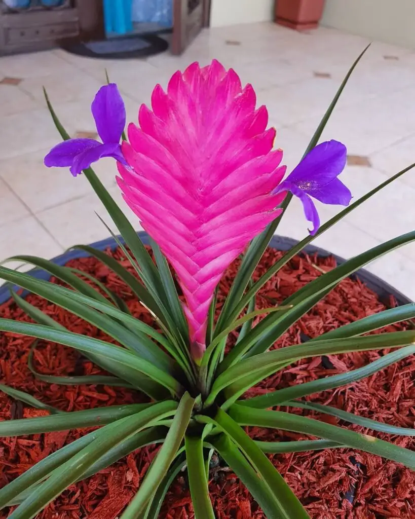 Tillandsia cyanea, also known as the Pink Quill plant, is an epiphytic bromeliad featuring a distinctive pink, paddle-shaped bract and small purple flowers