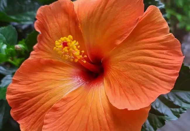 Orange Hibiscus : Growing and Caring for These Vibrant Tropical Blooms