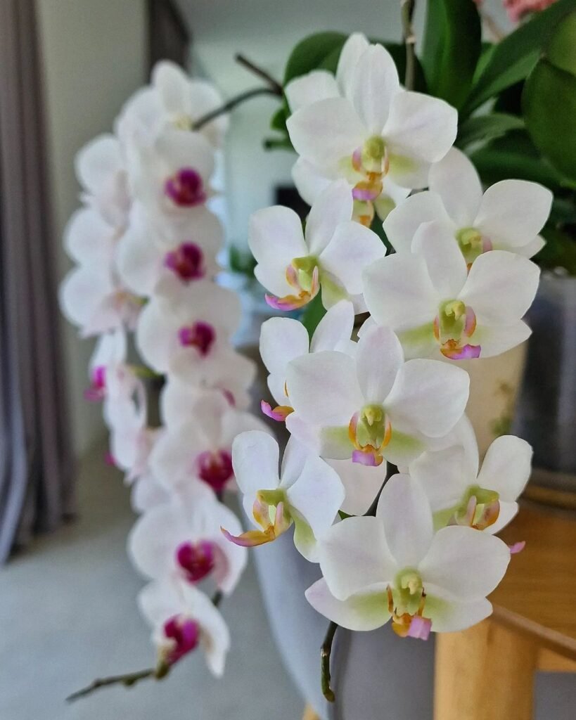 Orchids are diverse, exotic flowers known for their intricate shapes and vibrant colors, thriving in various conditions, typically preferring indirect light and well-draining potting mix,