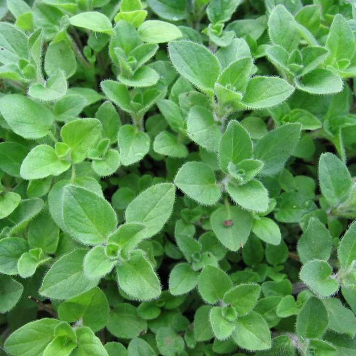 Oregano Plant