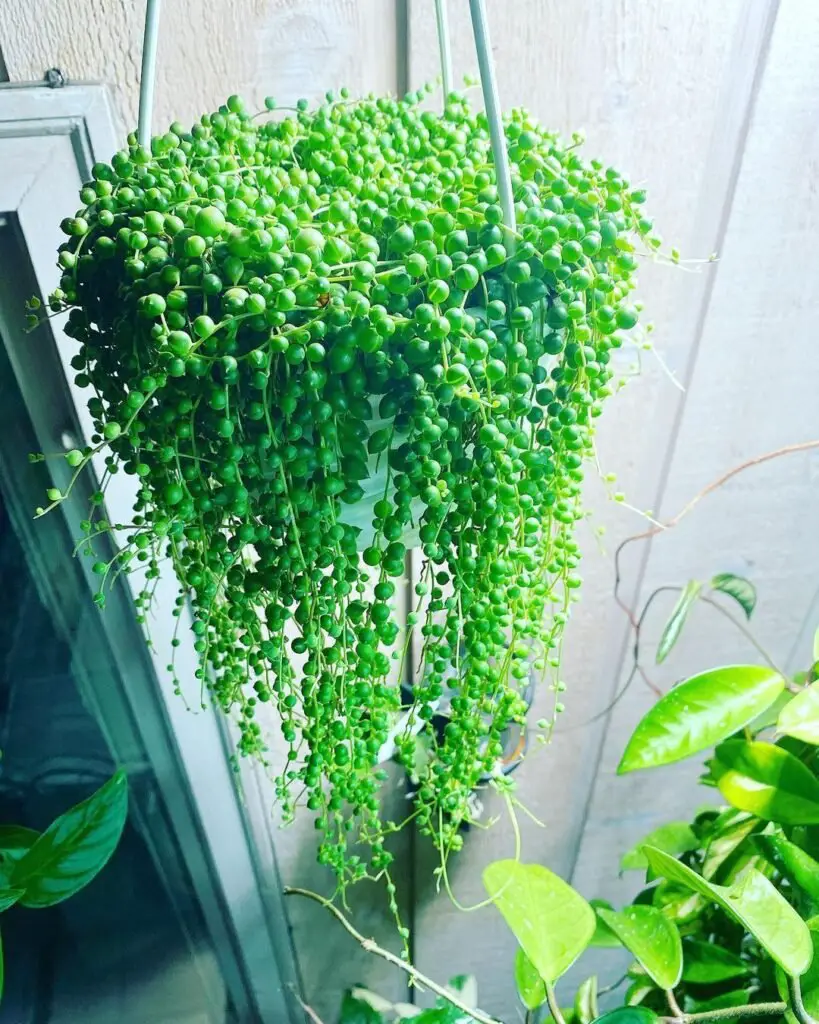 String of Pearls plants thrive in bright, indirect light but can tolerate some direct sunlight for short periods.