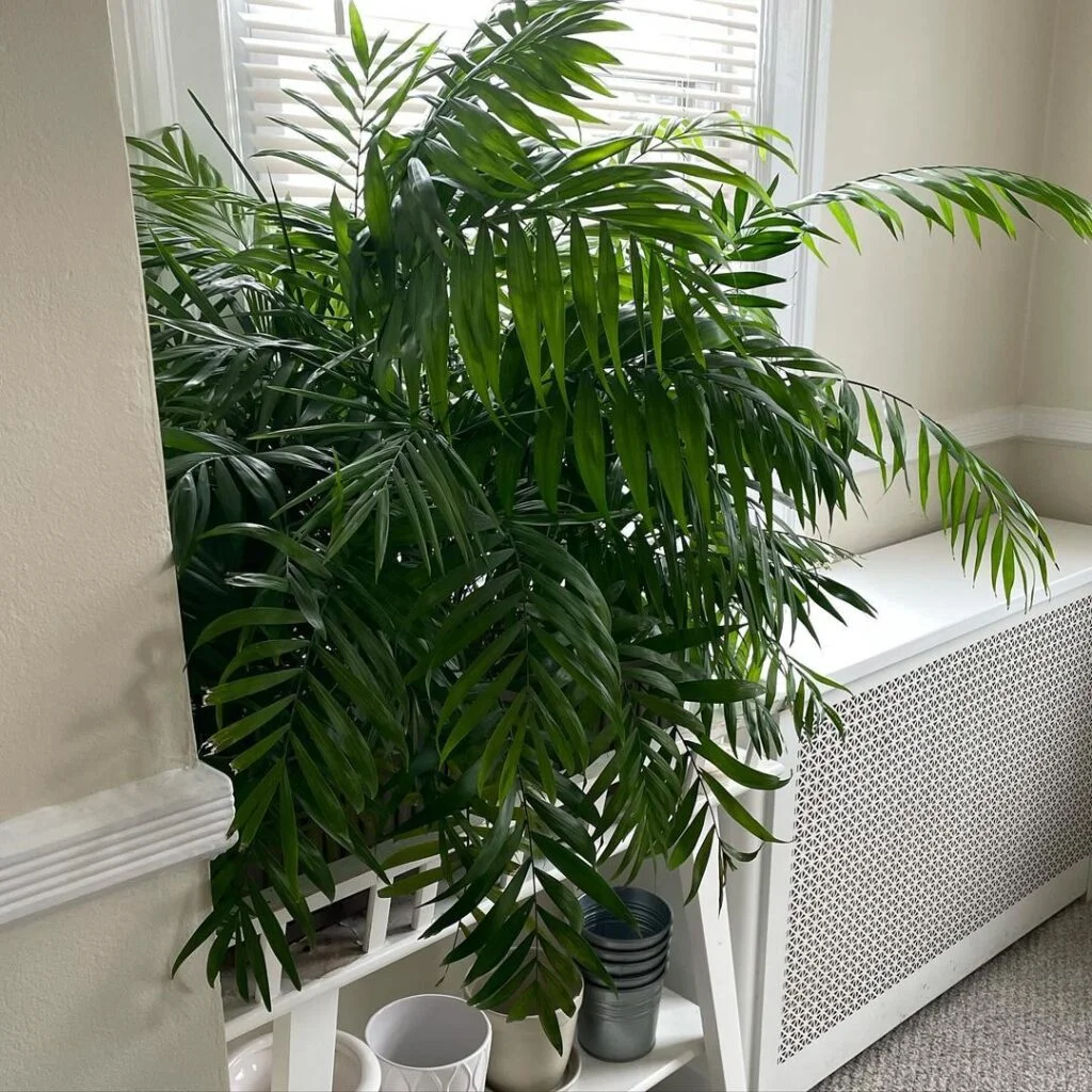 Parlor Palm