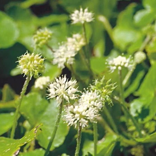 A close-up view of white Pennywort flowers blooming amidst lush green grass.