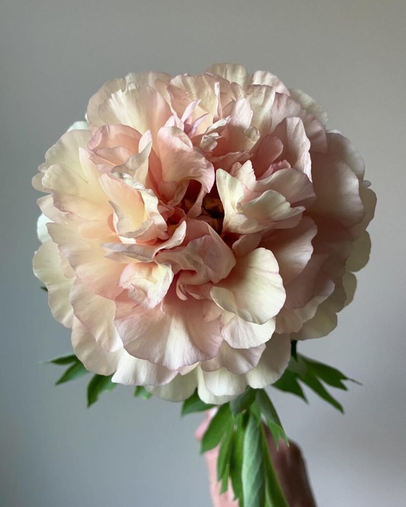 Peonies are beloved perennial flowers known for their large, fragrant blooms in various colors, thriving in well-draining soil and full sun to partial shade, and symbolizing romance and prosperity.