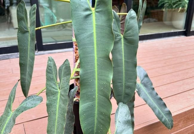 Philodendron Atabapoense : A Rare and Stunning Tropical Houseplant