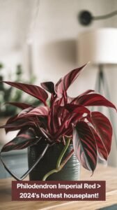 Philodendron Imperial Red The Must-Have Houseplant of 2024