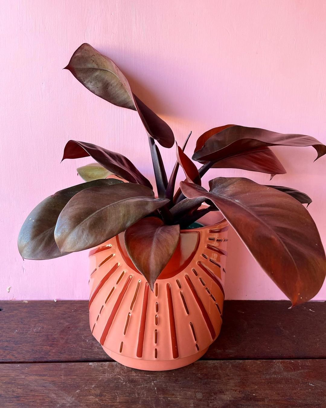 A Philodendron Imperial Red plant in a small orange pot, elegantly placed on a wooden table.