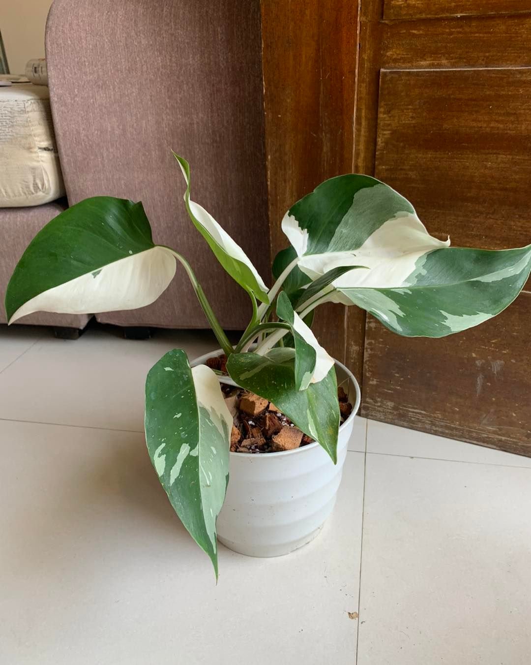 A white potted Philodendron White Wizard plant featuring vibrant green leaves, elegantly displayed indoors.