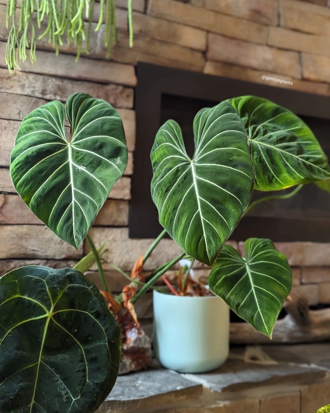 A vibrant Philodendron plant with broad green leaves positioned elegantly on a shelf.