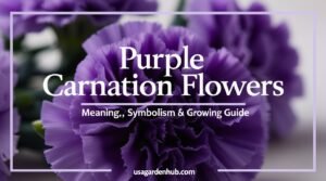Create a vertical Pinterest pin (1000×1500 px) for the article titled “Purple Carnation Flowers: Meaning, Symbolism and Growing Guide.” Design details: Background: Close-up shot of fresh purple carnation blooms with soft natural lighting. Slight blur around the edges for focus on petals. Headline text: Main: “Purple Carnation Flowers” Subtext: “Meaning, Symbolism & Growing Guide” Font style: Elegant serif for the title; clean sans-serif for the subline. Color palette: Deep purples, soft lavenders, and light neutrals to match the flower’s tone. Overlay: Gentle translucent white or pale lilac gradient for text readability. Branding: Include usagardenhub.com at the bottom in subtle gray or white text. Mood: Graceful and calm — inviting readers to explore both the beauty and significance of these