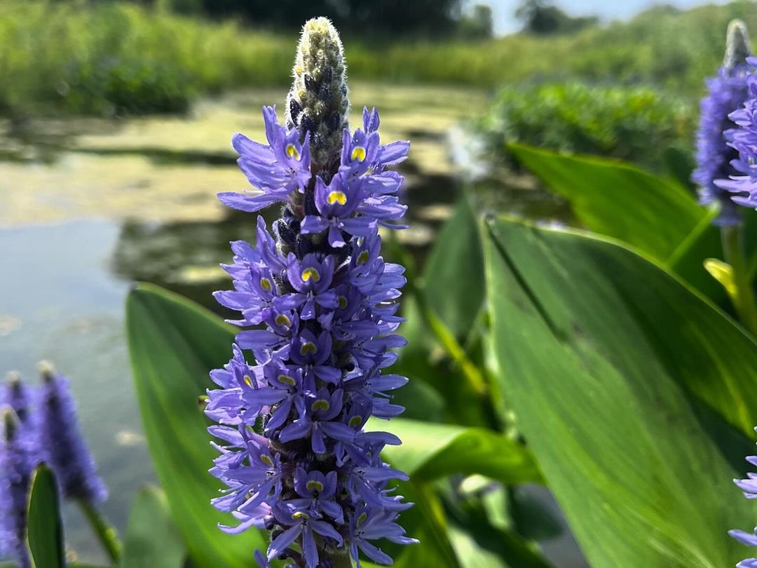 Close-up of vibrant purple Pickerel Weed flowers blooming in front of a serene pond.