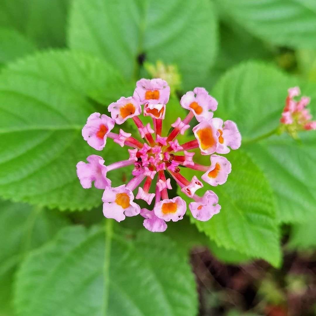 A pink Lantana flower with orange centers, surrounded by vibrant green leaves, showcasing its natural beauty.