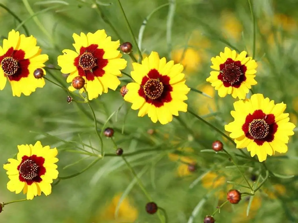 Plains coreopsis (Coreopsis tinctoria) is a hardy annual wildflower known for its bright yellow and reddish-brown blooms, thriving in full sun and well-draining soil, and attracting pollinators to gardens.