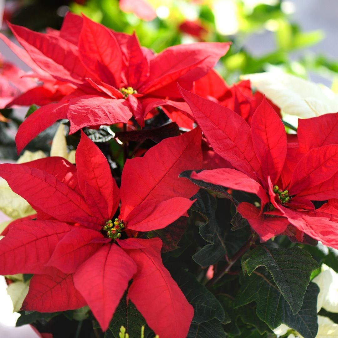 Close-up view of vibrant poinsettia plants in a decorative pot, showcasing their rich red and green foliage.