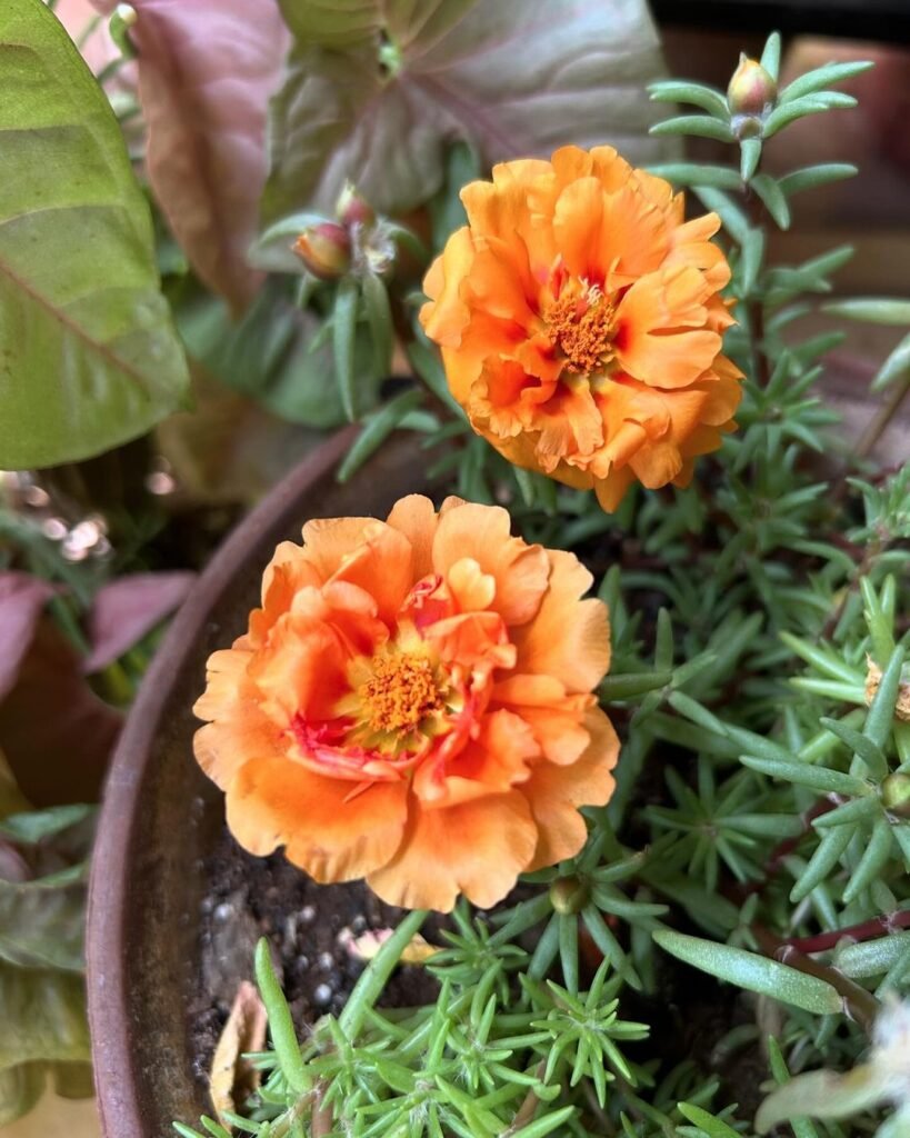 A pot containing two bright orange Portulaca flowers, set on a table, showcasing their vivid colors.