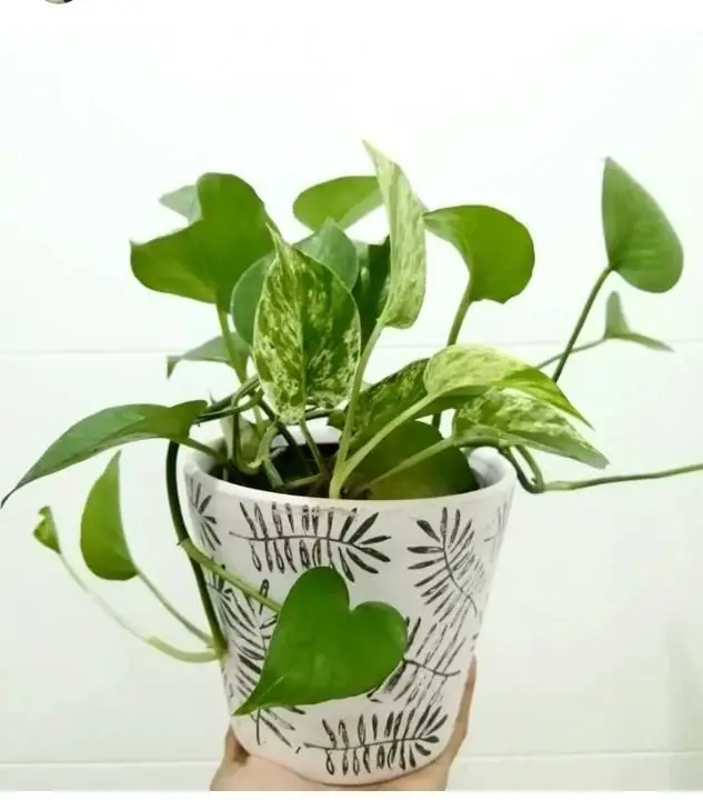 A vibrant Pothos plant in a white pot featuring black and white text, showcasing its lush green leaves.